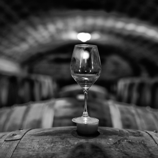 Exploring the World of Wines: Best Bottles to Store in Your Wine Cooler